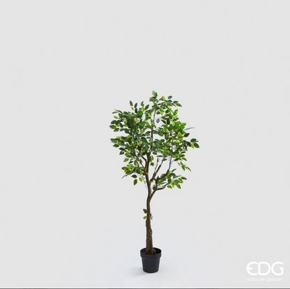 FICUS