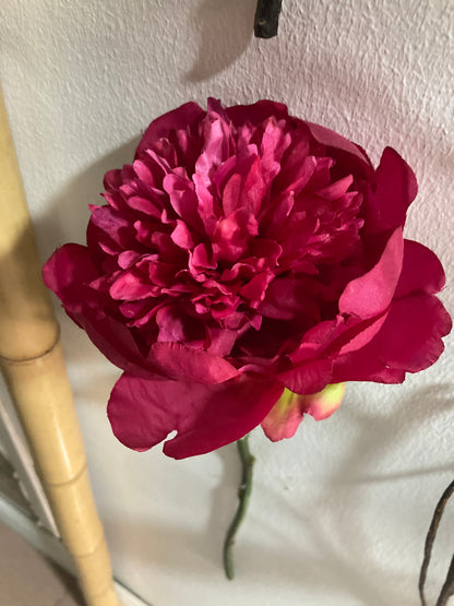 PEONIA ROSA