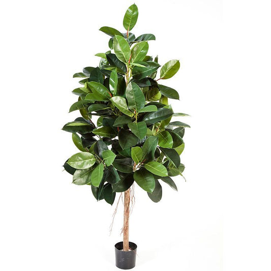 FICUS ELASTICA