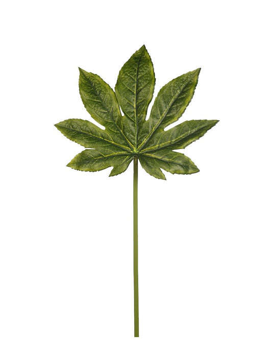 HOJA ARALIA