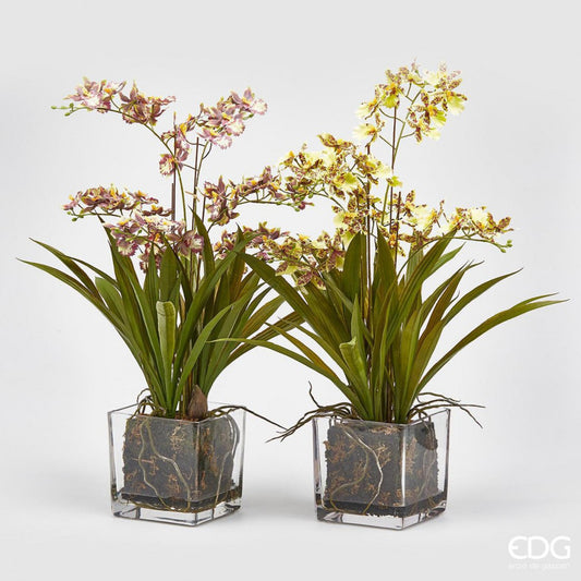 ORQUIDEA ONDIC EN MACETERO CRISTAL CUADRADO