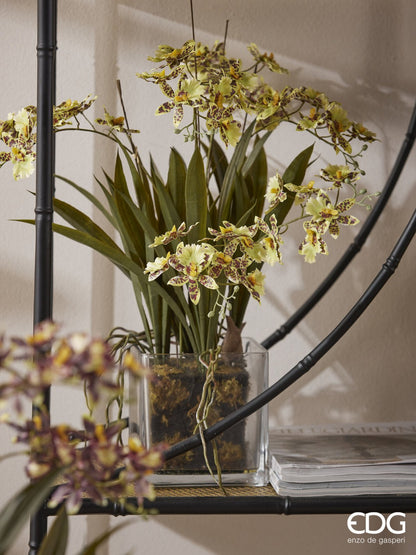 ORQUIDEA ONDIC EN MACETERO CRISTAL CUADRADO