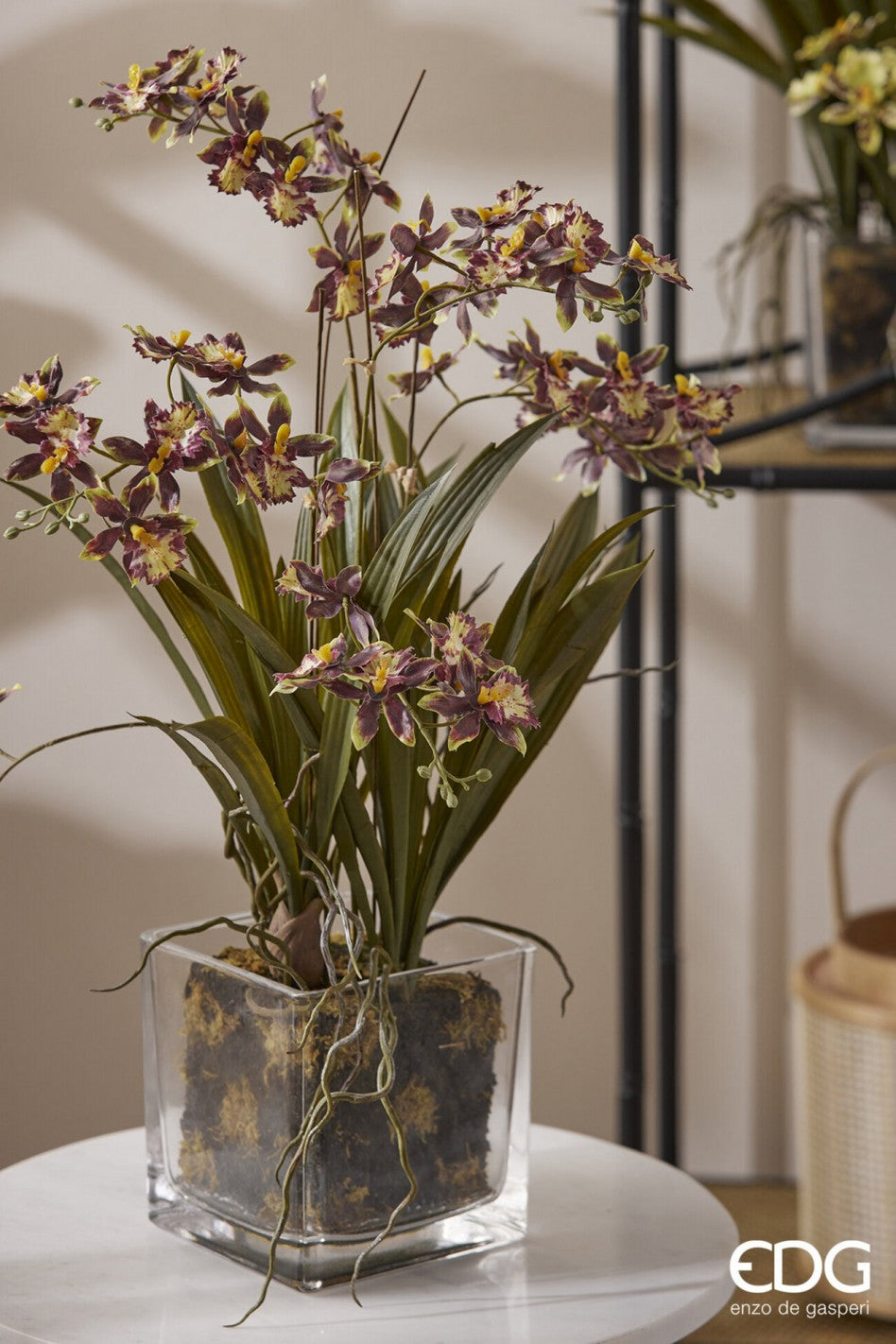 ORQUIDEA ONDIC EN MACETERO CRISTAL CUADRADO